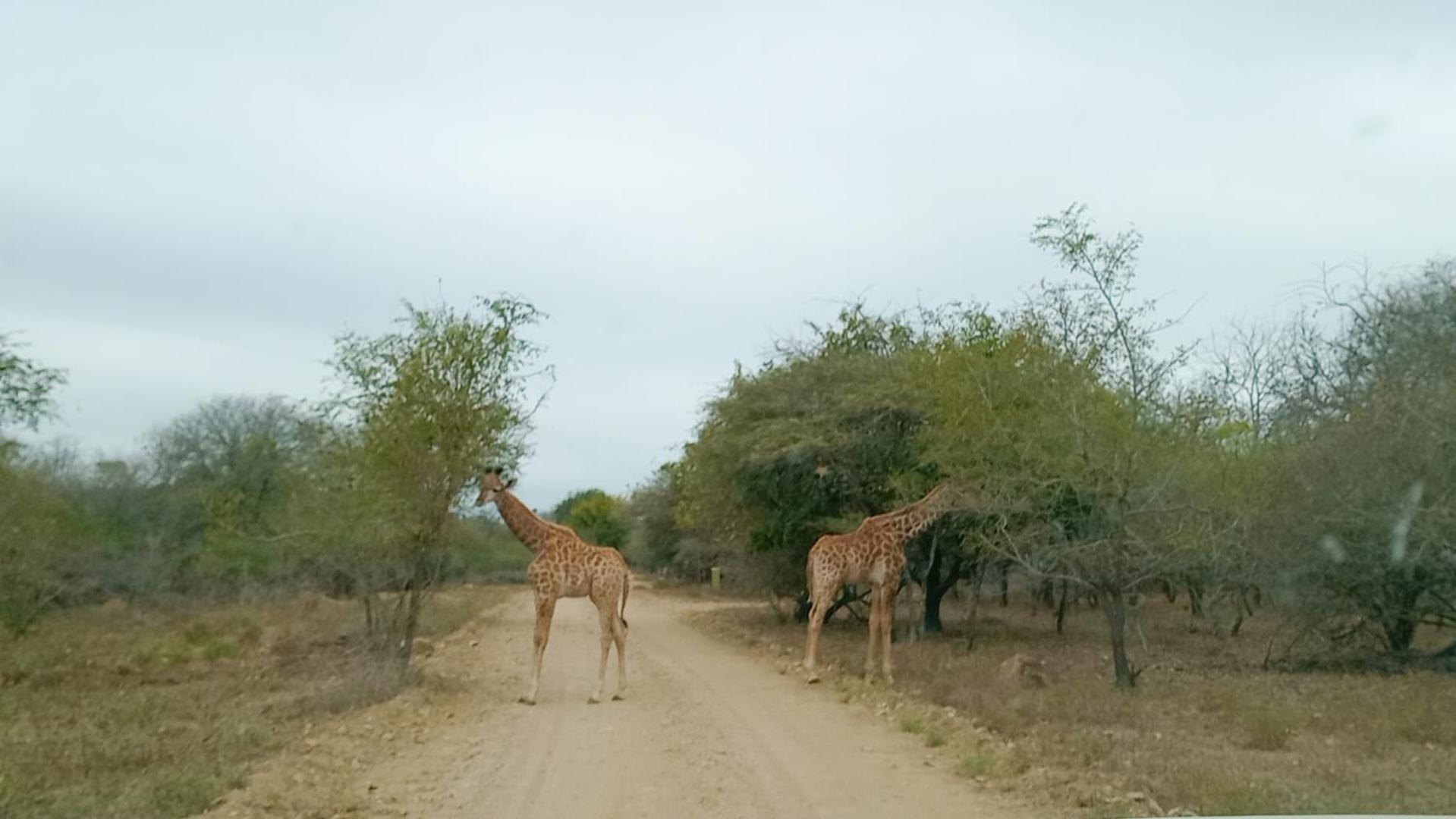 Longneck Luxury Bush * Marloth Park