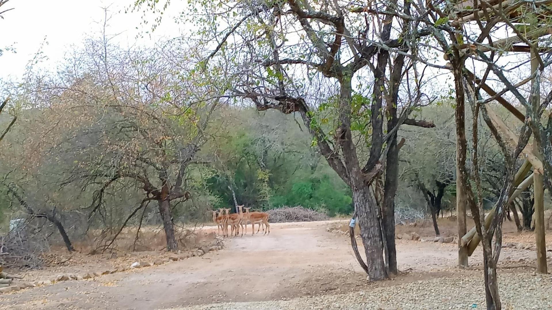 Holiday home Longneck Luxury Bush *
