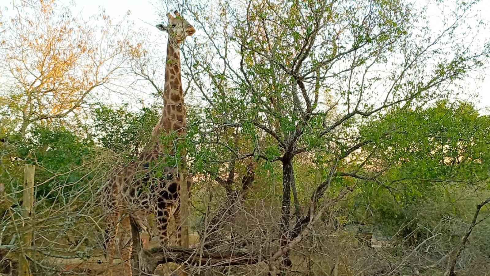 Longneck Luxury Bush * Marloth Park