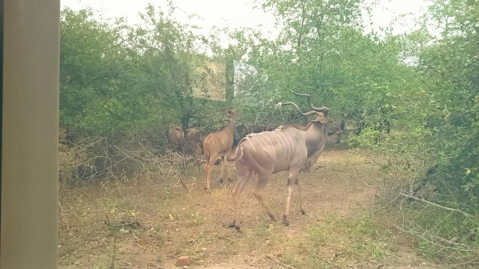 Longneck Luxury Bush Holiday home