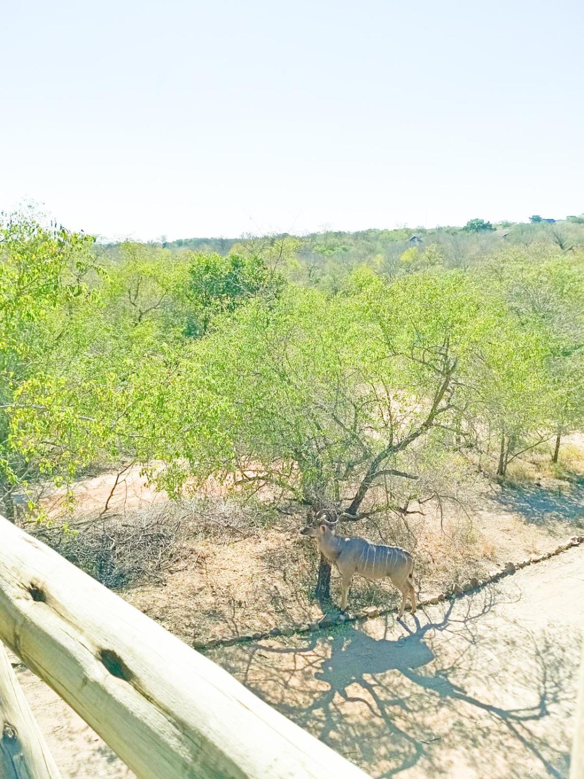 Holiday home Longneck Luxury Bush Marloth Park