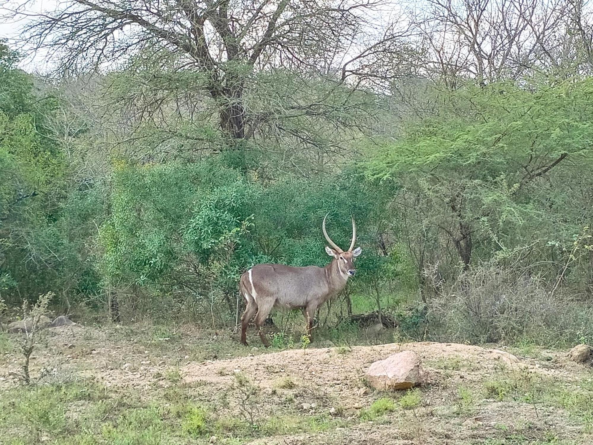 Holiday home Longneck Luxury Bush *